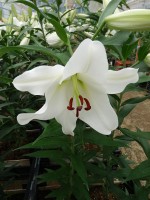 [5613 VH43 Opera No02.JPG]